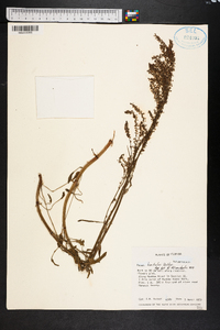 Rumex hastatulus image