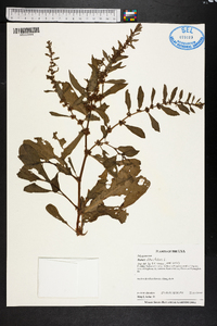 Rumex obtusifolius image