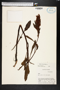 Rumex verticillatus image