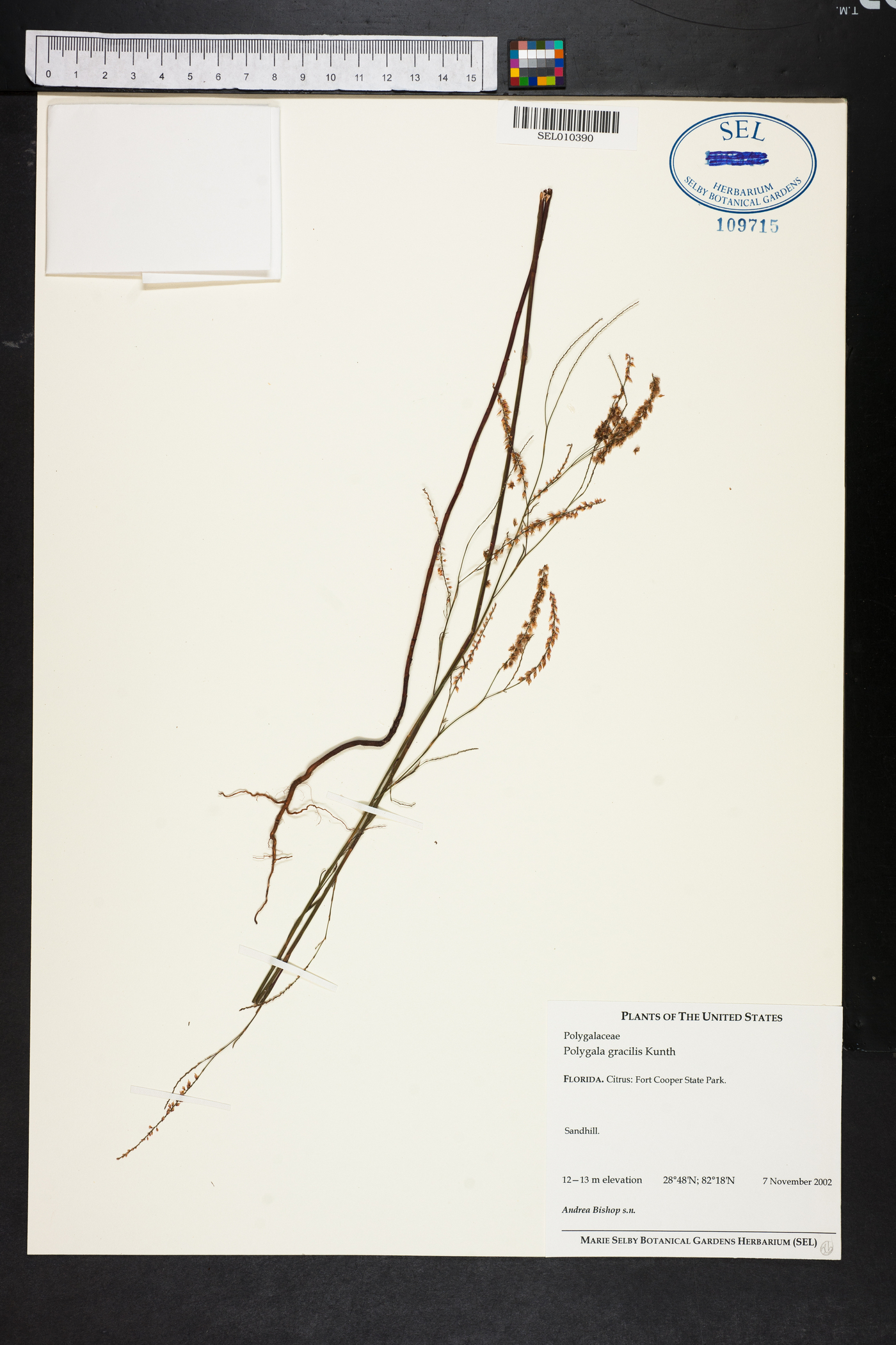 Polygala gracillima image