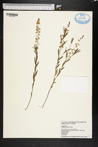 Polygala grandiflora image