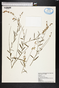 Polygala grandiflora image