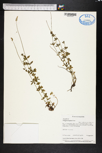 Polygala boykinii image