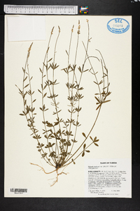 Polygala boykinii image