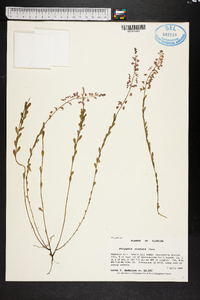 Polygala crenata image