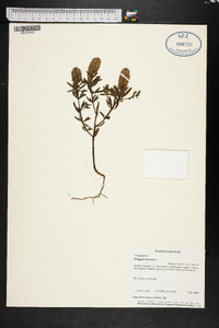 Polygala cruciata image