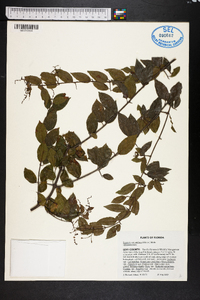 Sageretia minutiflora image