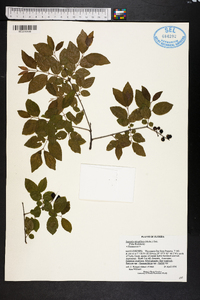 Sageretia minutiflora image