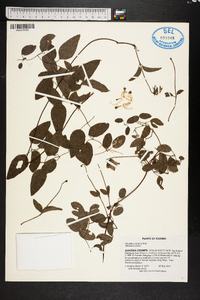 Clematis reticulata image