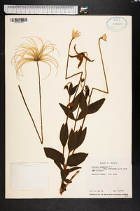 Clematis baldwinii image