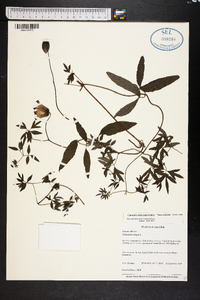 Clematis reticulata image