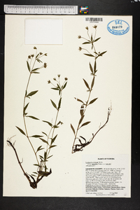 Lysimachia hybrida image