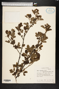 Rubus argutus image