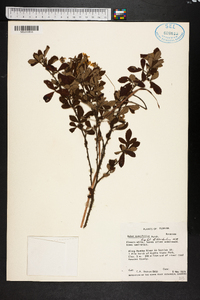 Rubus cuneifolius image