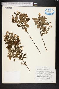 Rubus cuneifolius image