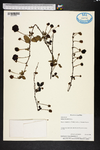 Rubus trivialis image