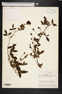 Rubus trivialis image