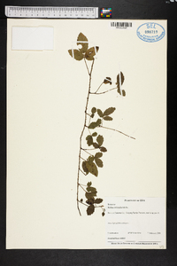 Rubus trivialis image