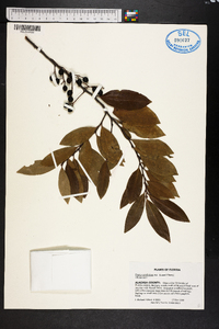 Prunus caroliniana image