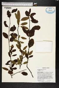 Malus angustifolia image