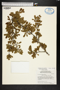 Crataegus spathulata image