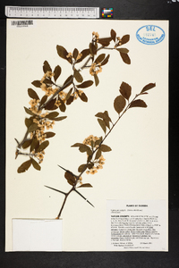 Crataegus viridis image