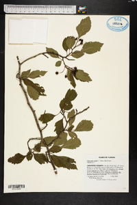 Crataegus viridis image