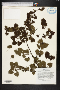 Crataegus marshallii image