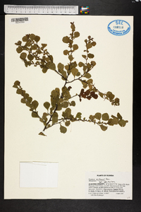Crataegus michauxii image