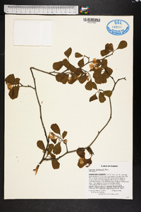 Crataegus michauxii image
