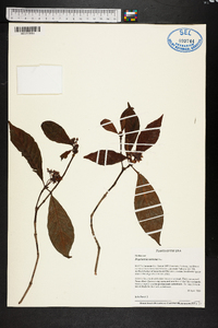 Psychotria nervosa image
