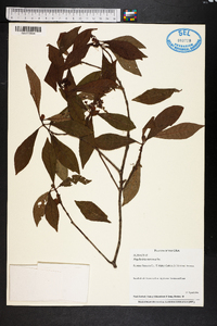 Psychotria nervosa image