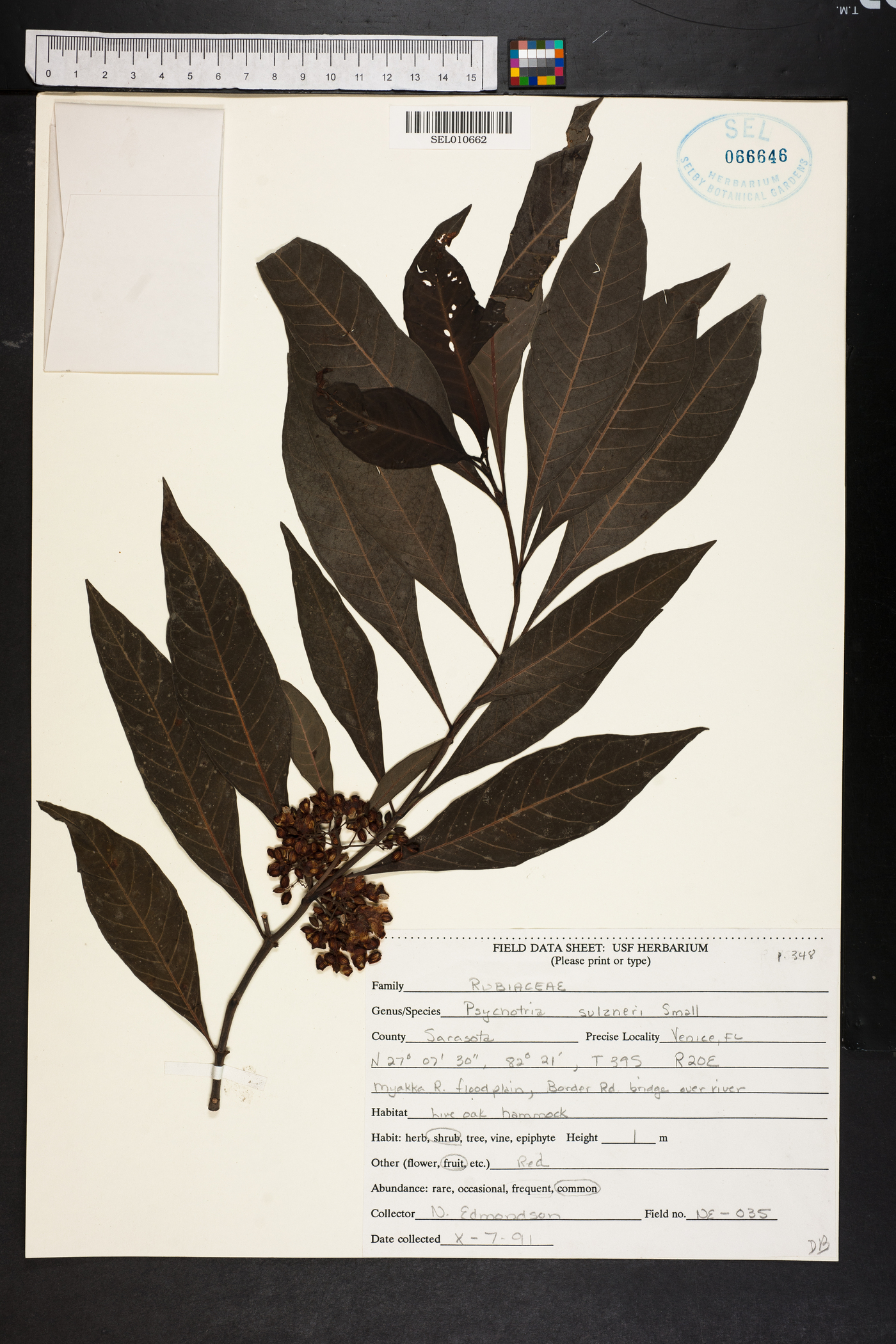Psychotria sulzneri image