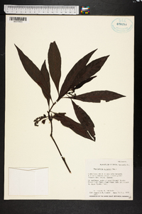 Psychotria sulzneri image
