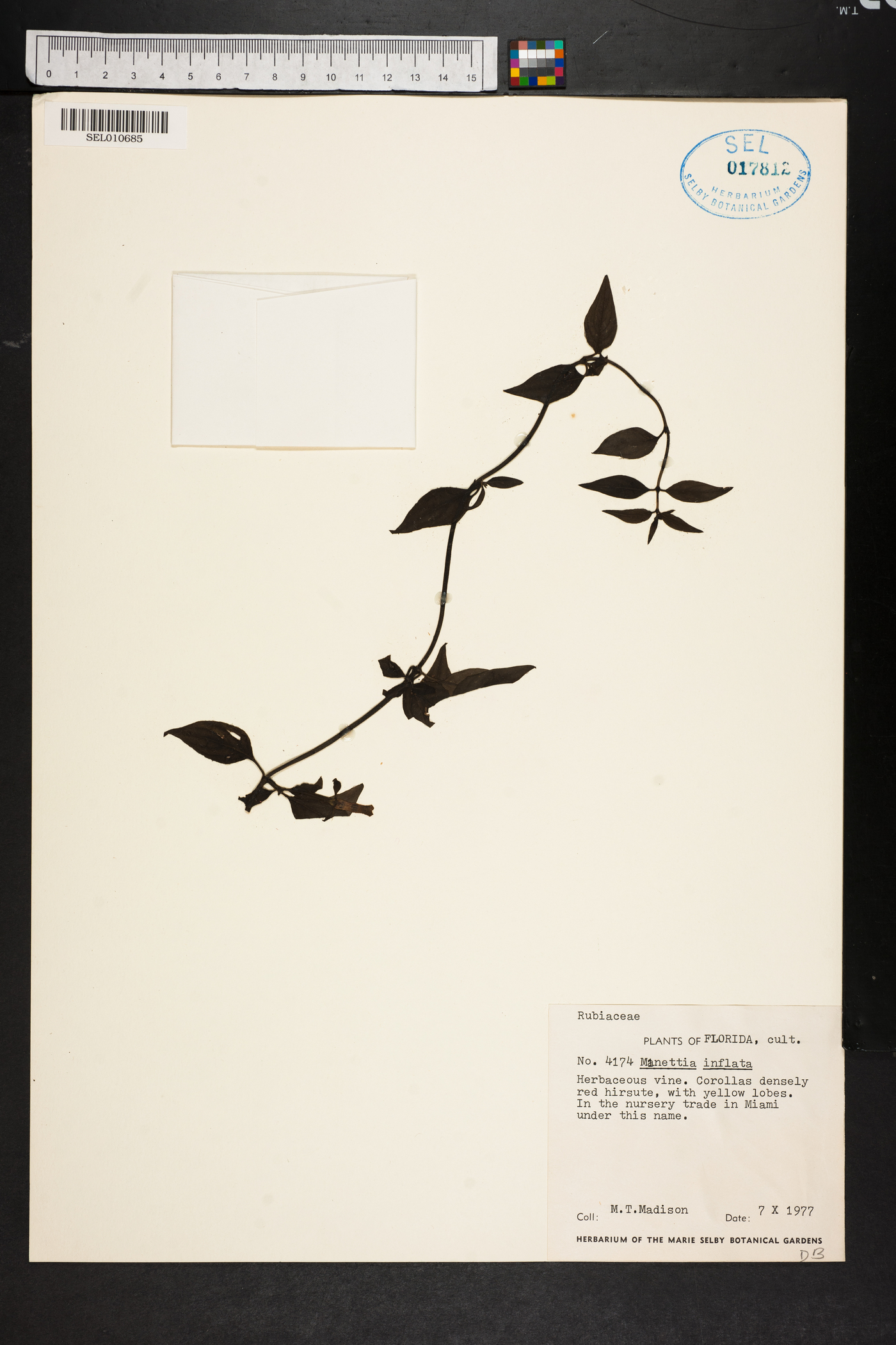 Manettia paraguariensis image