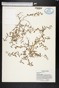 Hedyotis corymbosa image