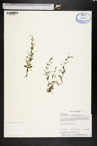 Lindernia dubia var. anagallidea image