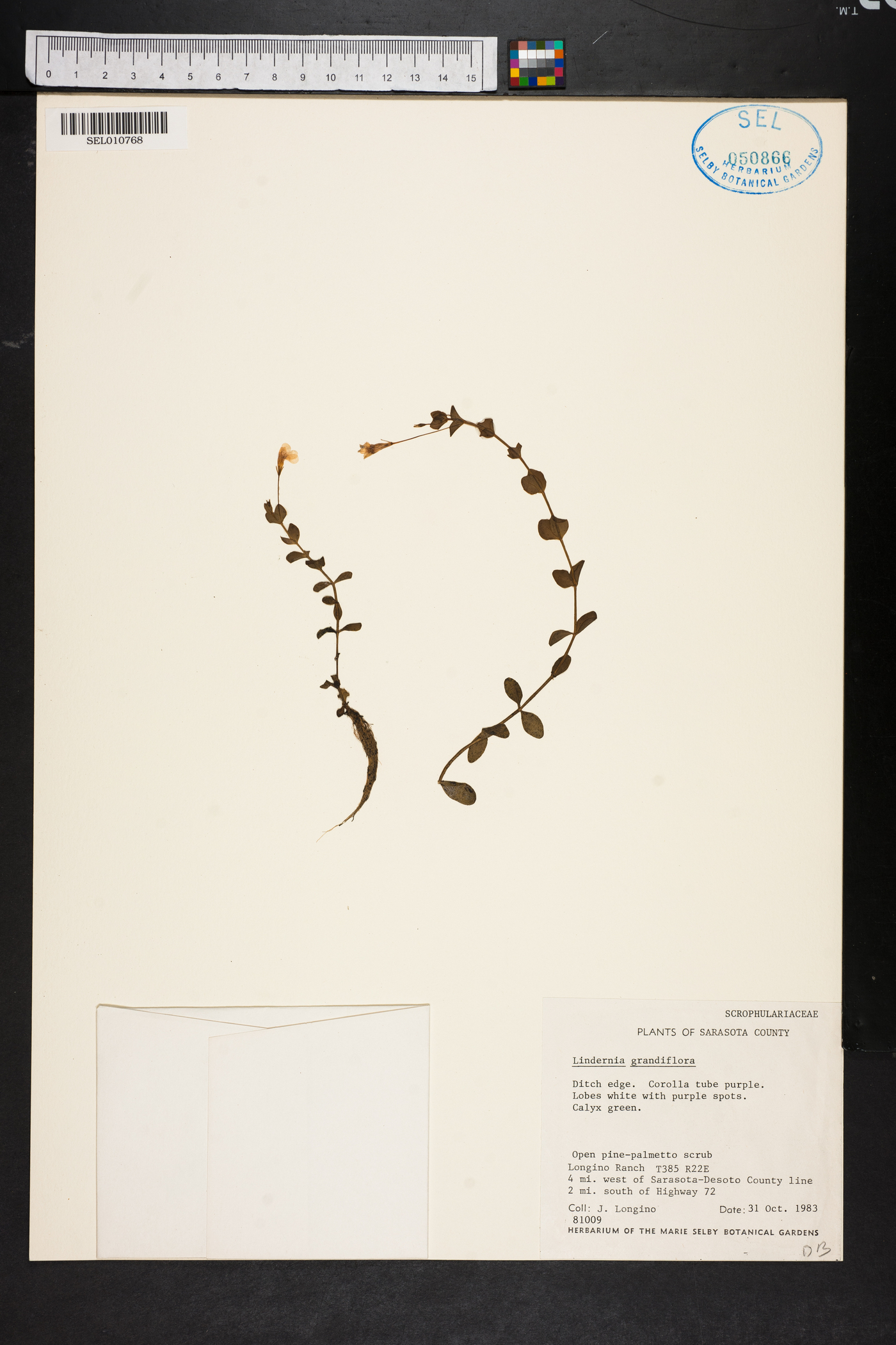 Lindernia grandiflora image