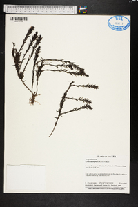 Gratiola hispida image