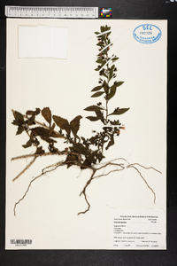 Capraria biflora image