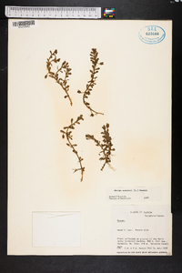 Bacopa monnieri image