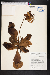Sarracenia rosea image