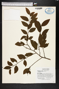 Sideroxylon lycioides image