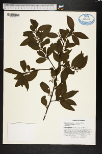 Sideroxylon lycioides image