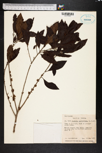 Dipholis salicifolia image