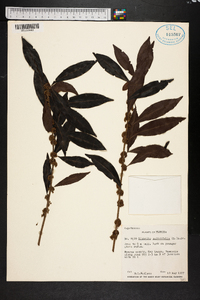 Dipholis salicifolia image