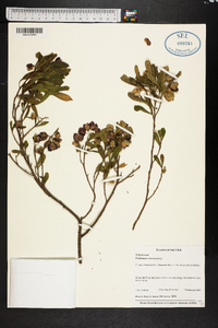 Dodonaea viscosa image