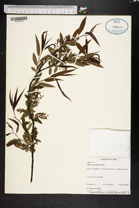 Salix caroliniana image