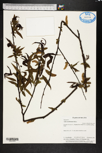 Salix caroliniana image