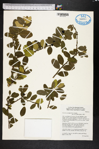 Severinia monophylla image